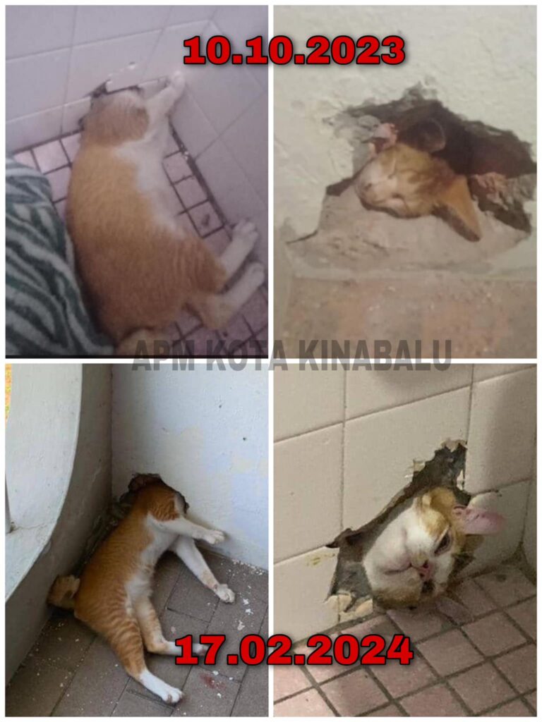 Kucing Oyen Cari Pasal, Dua Kali Tersangkut Di Lubang Sama Di Kota Kinabalu