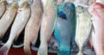 Penyelam Dedah Peniaga Di Sabah Selamba Jual Hidupan Laut Terlindung Di Pasar Dan Restoran
