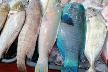 Penyelam Dedah Peniaga Di Sabah Selamba Jual Hidupan Laut Terlindung Di Pasar Dan Restoran