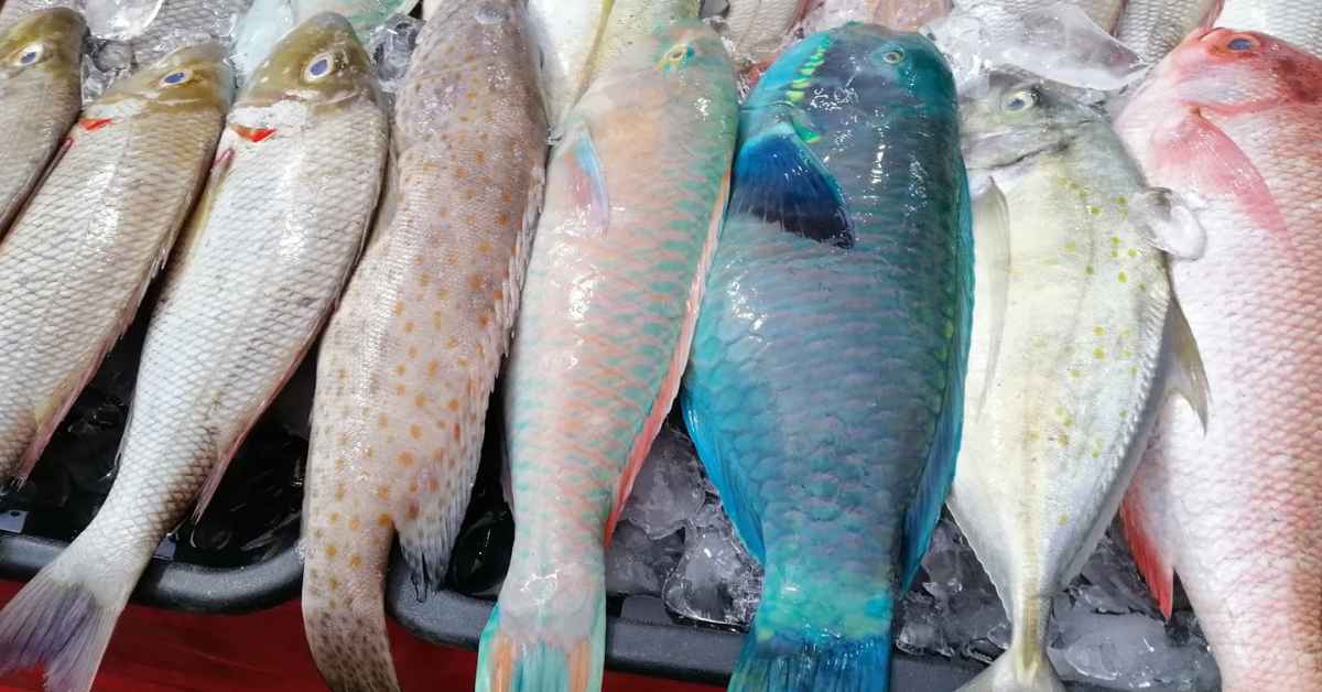 Penyelam Dedah Peniaga Di Sabah Selamba Jual Hidupan Laut Terlindung Di Pasar Dan Restoran
