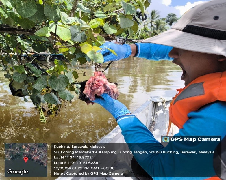 SFC Kini Giat Tangkap Buaya Di Sepanjang Sungai Sarawak