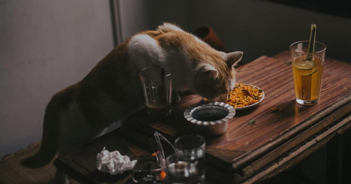 Alasan Perlu Beri Makan Kucing, Lelaki Ini Rayu Jaminan Rendah Atas Dakwaan Miliki Dadah