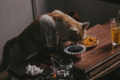 Alasan Perlu Beri Makan Kucing, Lelaki Ini Rayu Jaminan Rendah Atas Dakwaan Miliki Dadah