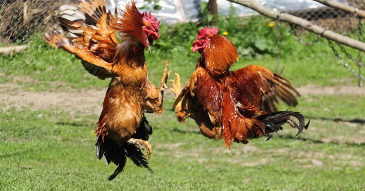 Kantoi Sabung Ayam Haram, Empat Warga Asing Ditahan Di Mukah