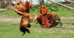Kantoi Sabung Ayam Haram, Empat Warga Asing Ditahan Di Mukah