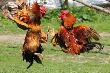 Kantoi Sabung Ayam Haram, Empat Warga Asing Ditahan Di Mukah