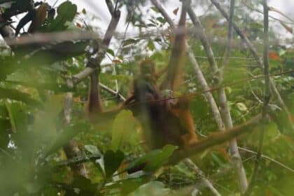 Paul Dan Lemon, Orang Utan Kembar Pertama Di Sarawak Ditemui Di Batang Ai