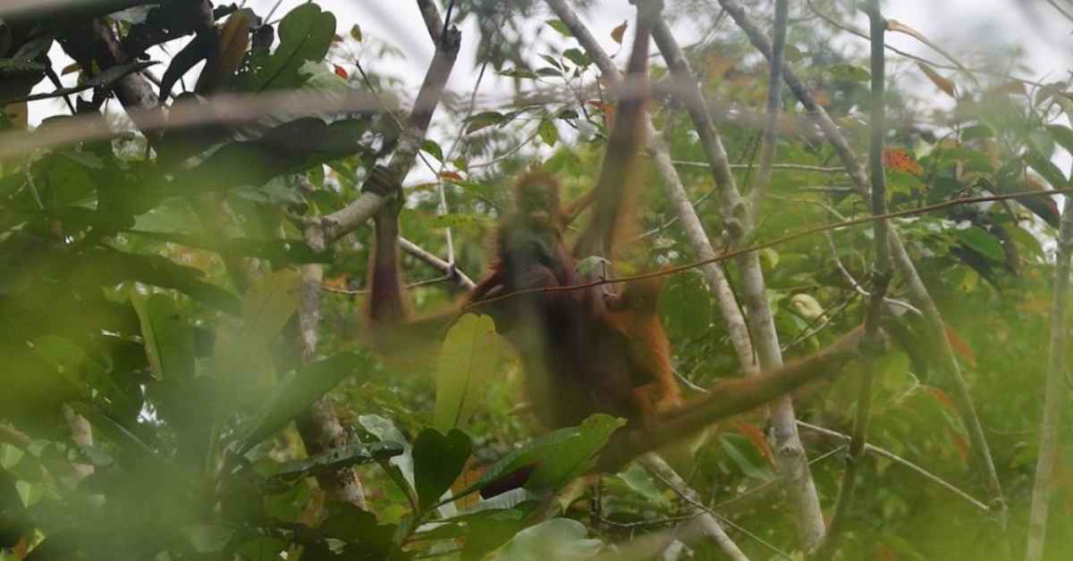 Paul Dan Lemon, Orang Utan Kembar Pertama Di Sarawak Ditemui Di Batang Ai