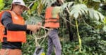 SFC Kini Giat Tangkap Buaya Di Sepanjang Sungai Sarawak