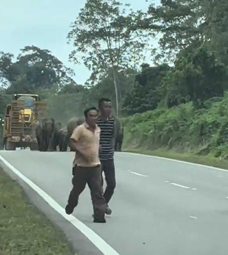 Gajah Pygmy Halang Jalan Di Sabah, Pemandu Panik Terpaksa Reverse Kenderaan