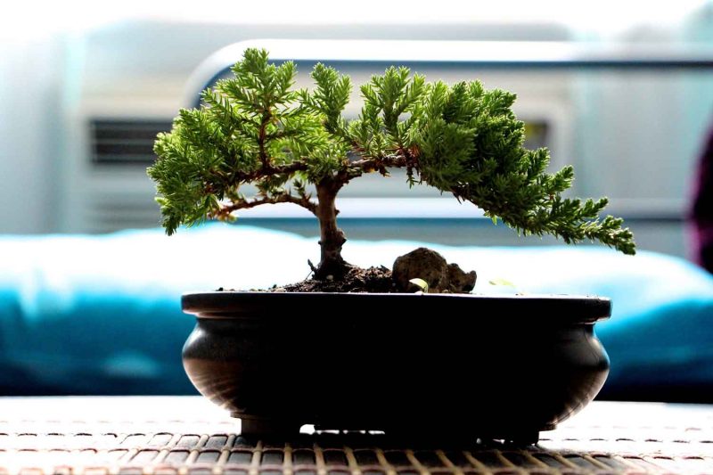 Lelaki Dikenakan Denda RM2,500 Gara-Gara Jual Pokok Bonsai Dicuri Dengan Harga RM250 Di Kuching