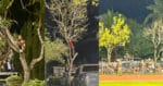 Lelaki Ini Sanggup Panjat Pokok Demi Beri Sokongan Padu Sabah FC VS Keningau FA