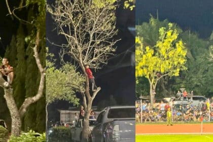 Lelaki Ini Sanggup Panjat Pokok Demi Beri Sokongan Padu Sabah FC VS Keningau FA