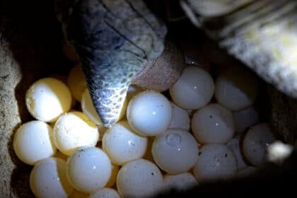 Pekerja Kantoi Seludup Telur Penyu Dikenakan Denda RM 26,910 Di Kuching