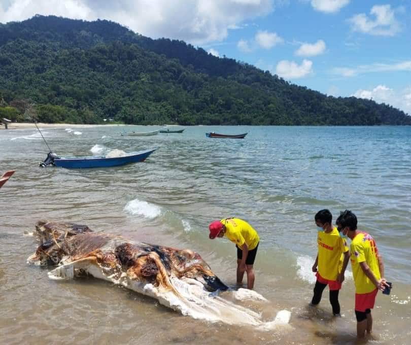 Bangkai Ikan Paus Hanyut Di Pantai Telok Melano