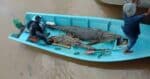 2 Ekor Buaya Gergasi Tewas Di Tangan Pasukan Samarahan Crocodile Hunter Jadi Perhatian Netizen