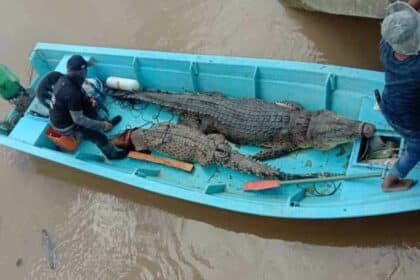 2 Ekor Buaya Gergasi Tewas Di Tangan Pasukan Samarahan Crocodile Hunter Jadi Perhatian Netizen