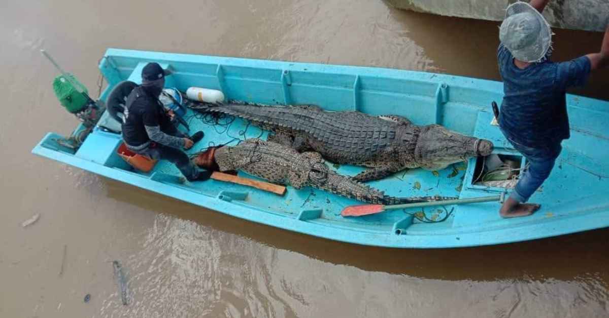 2 Ekor Buaya Gergasi Tewas Di Tangan Pasukan Samarahan Crocodile Hunter Jadi Perhatian Netizen