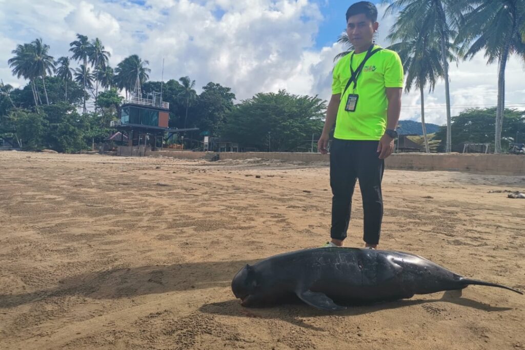 Bangkai Anak Ikan Dolphin Ditemui Terdampar Di Pantai Lundu
