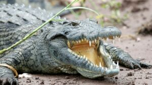 Lelaki Hilang Dikhuatiri Dibaham Buaya Gergasi Ketika Menangkap Ikan Di Sri Aman