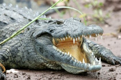 Lelaki Hilang Dikhuatiri Dibaham Buaya Gergasi Ketika Menangkap Ikan Di Sri Aman