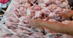 Penyeludupan RM2.75 Daging Ayam Beku Di Pelabuhan Sepanggar Sabah Gagal
