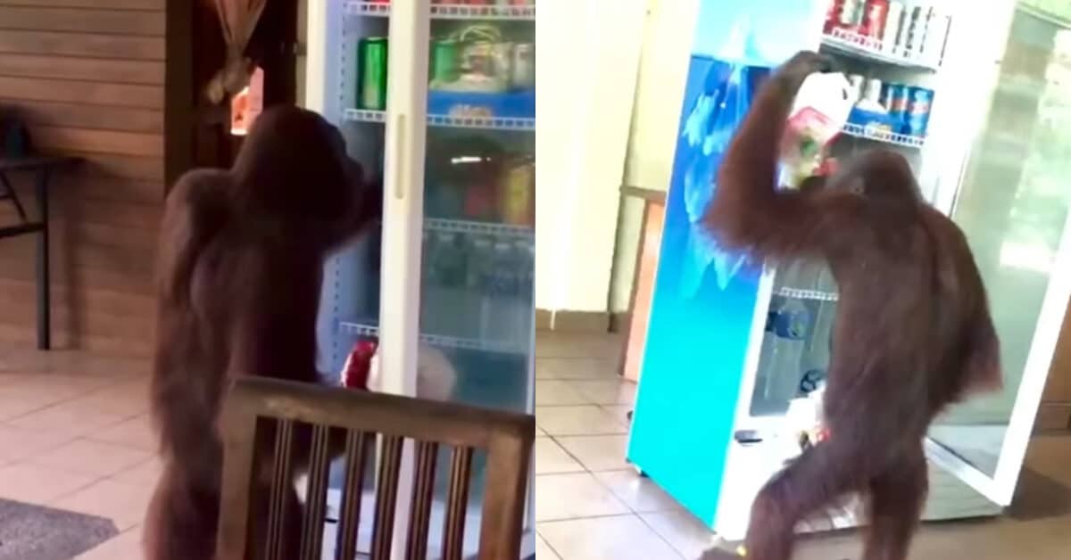 Tular Gelagat Orang Utan Di Sandakan Selongkar Cari Air Dalam Peti Sejuk Tarik Perhatian Netizen