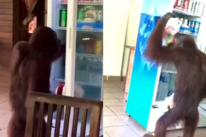 Tular Gelagat Orang Utan Di Sandakan Selongkar Cari Air Dalam Peti Sejuk Tarik Perhatian Netizen