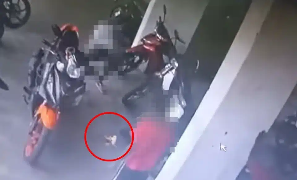 Anak Kucing Dibakar Hidup-hidup, Remaja 13 Tahun Mengaku Bersalah