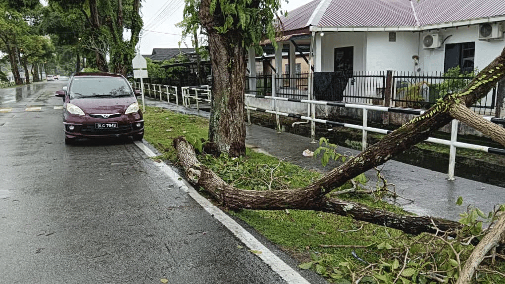 Beberapa Pokok Tumbang Susulan Hujan Dan Ribut Petir Di Kuching