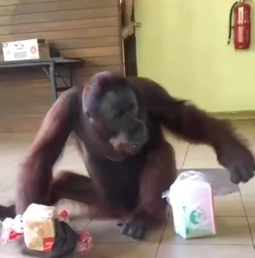 Tular Gelagat Orang Utan Di Sandakan Selongkar Cari Air Dalam Peti Sejuk Tarik Perhatian Netizen
