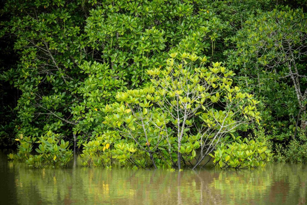 Pemulihan Hutan Bakau Di Kawasan Rajang-Belawai-Paloh, Sarawak