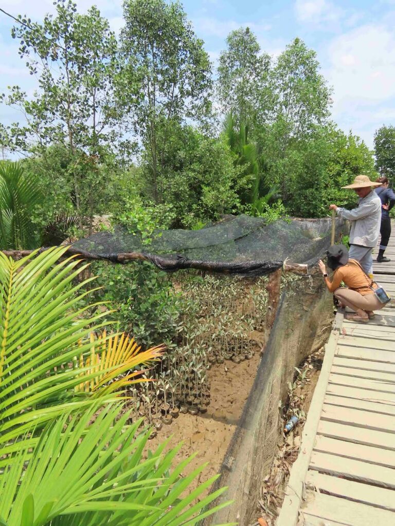 Pemulihan Hutan Bakau Di Kawasan Rajang-Belawai-Paloh, Sarawak