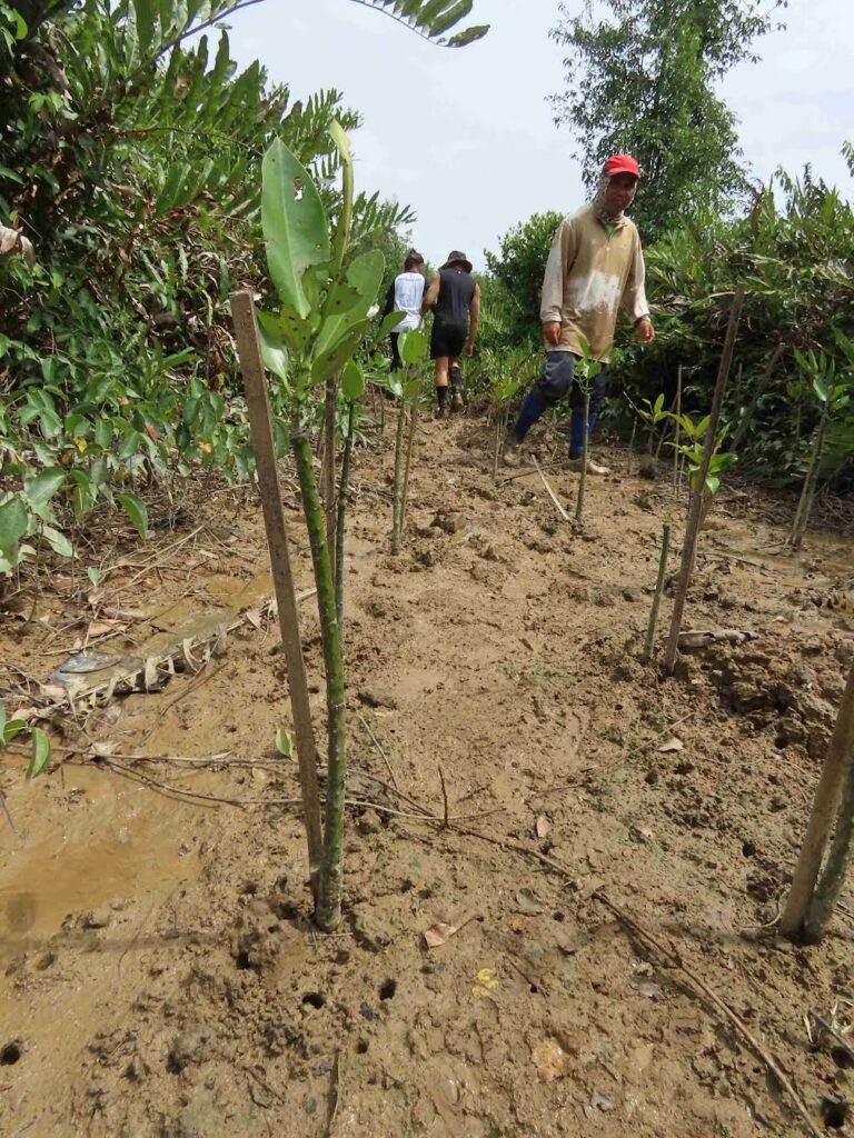 Pemulihan Hutan Bakau Di Kawasan Rajang-Belawai-Paloh, Sarawak