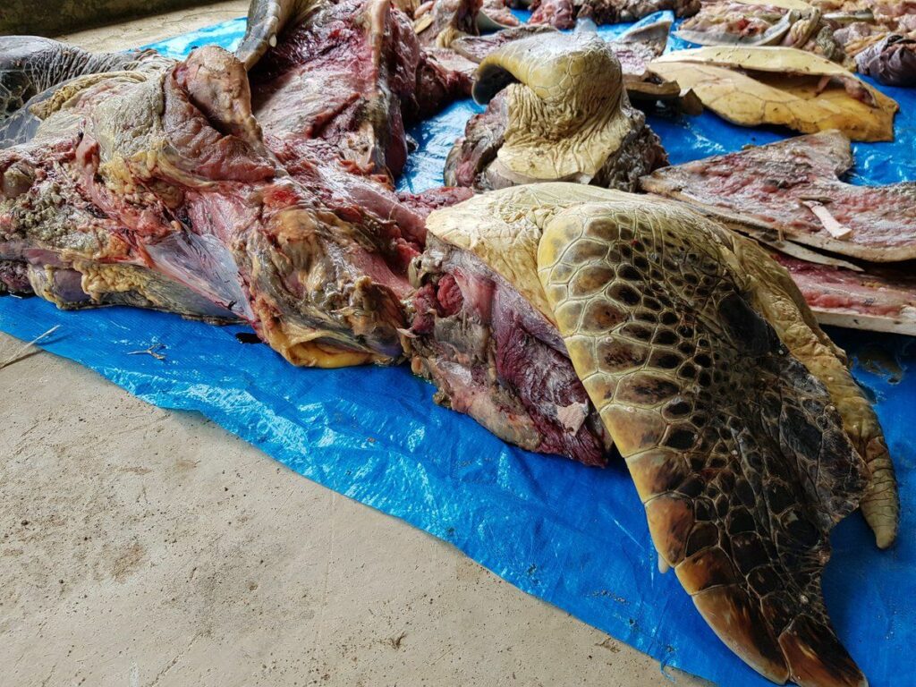 Dalang Penyeludupan Daging Penyu Hingga Ribuan Ringgit Didedah Menurut Jabatan Perikanan