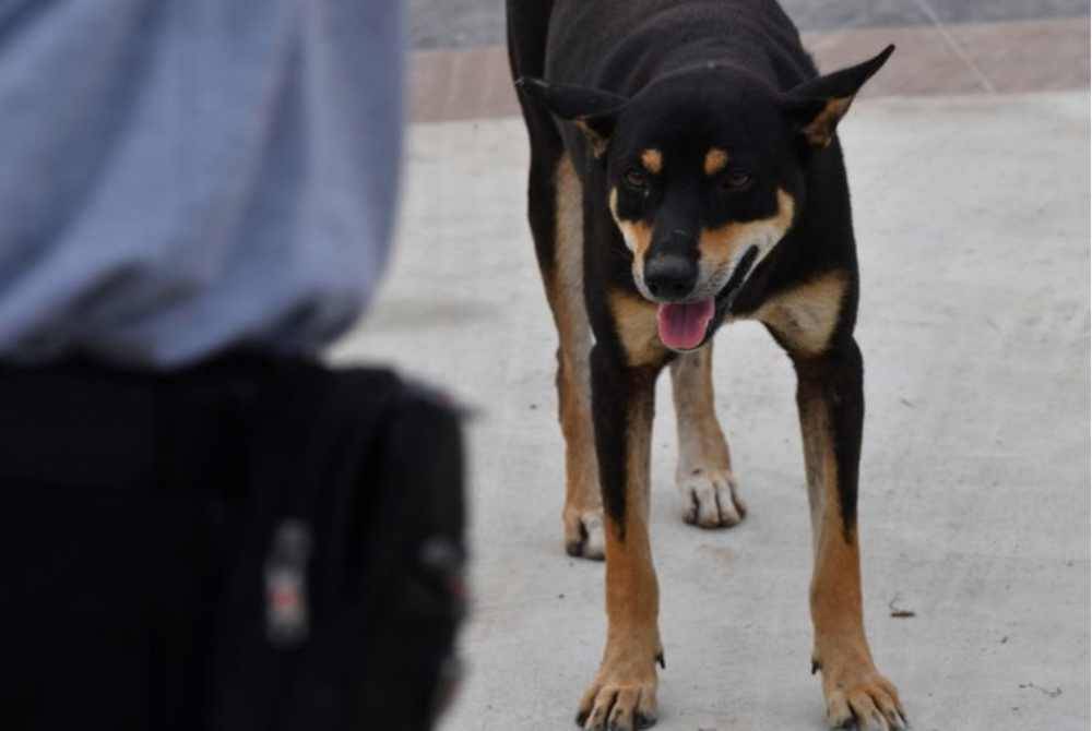 Satu Lagi Kematian Baharu Disebabkan Wabak Rabies Di Sarawak