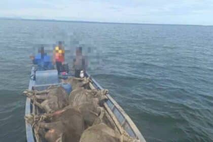 Akibat Seludup Kerbau Dari Sabah Guna Bot, 3 Individu Dicekup Di Perairan Lawas