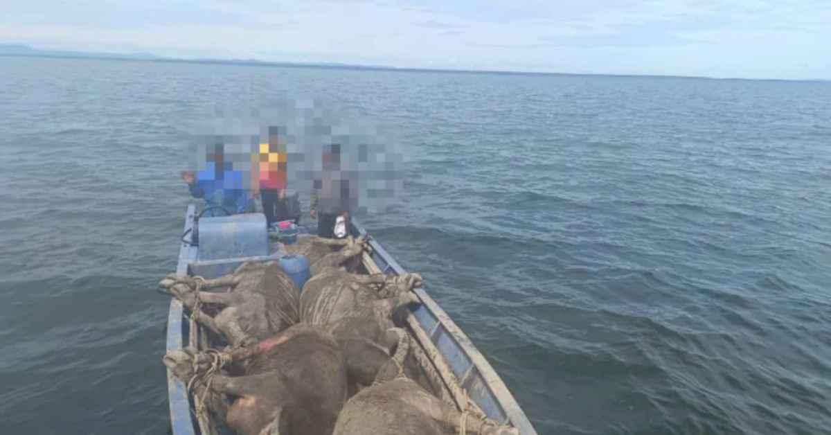 Akibat Seludup Kerbau Dari Sabah Guna Bot, 3 Individu Dicekup Di Perairan Lawas