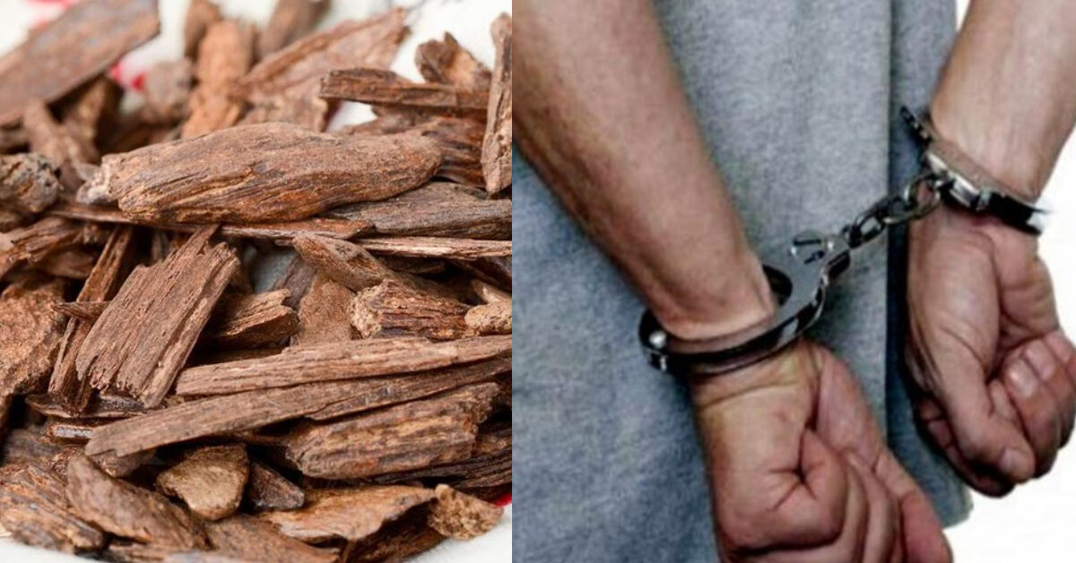 Individu Dari Filipina Didenda RM40K Gara-Gara Simpan Dan Kawal Gaharu Secara Haram Di Sabah