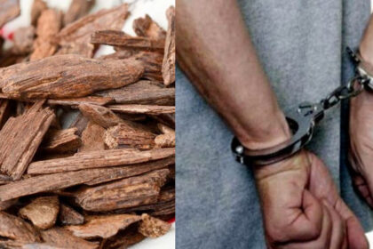 Individu Dari Filipina Didenda RM40K Gara-Gara Simpan Dan Kawal Gaharu Secara Haram Di Sabah