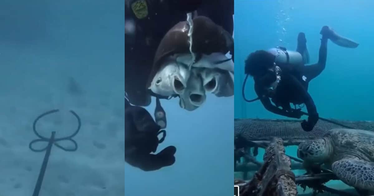 Senjata Terlarang, Tular Lelaki Tangkap Ikan Guna Senapang Panah Di Semporna
