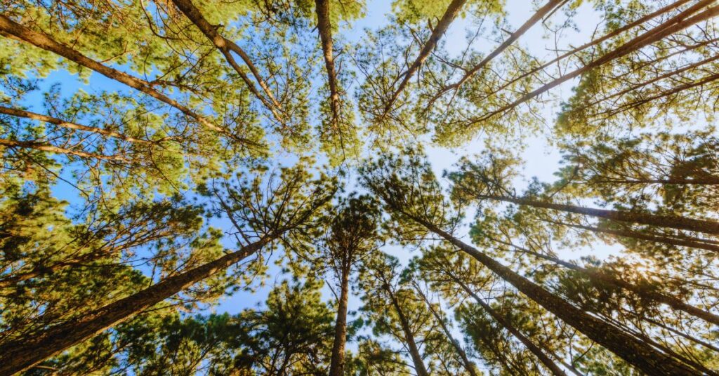 Abang Jo Beri Peruntukan RM 50 Juta, Bangunkan Kompleks Pelbagai Guna Di Hutan Simpan Sabal