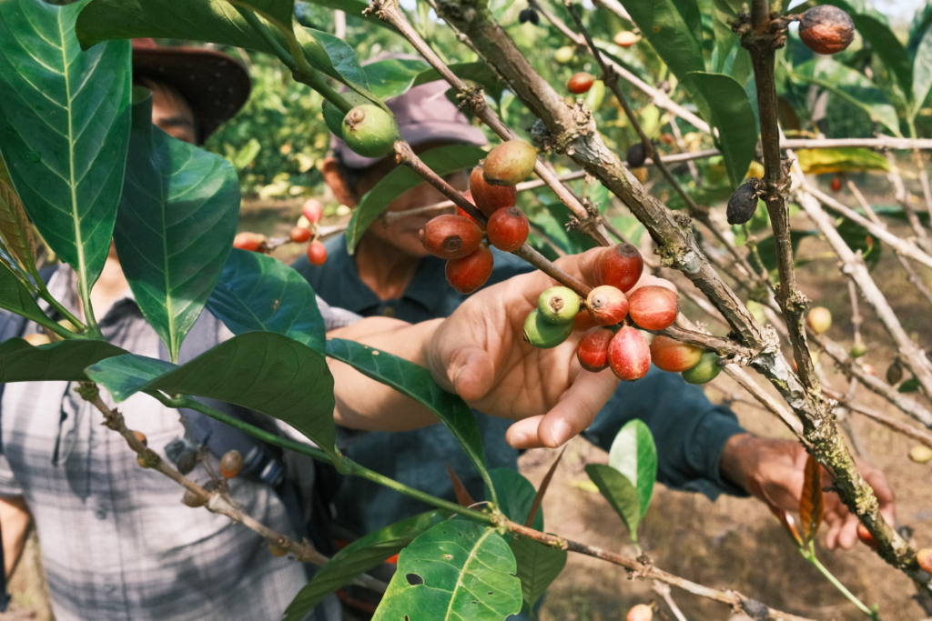 Dikenali Sebagai Kopi Dayak, Ketahui Kopi Liberica Sejenis Kopi Tempatan Dari Sarawak