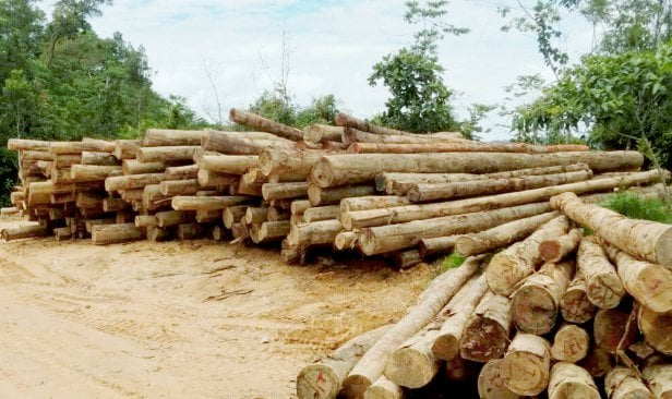Jumlah Semakin Berkurangan, Gajah Pygmy Berdepan Risiko Kepupusan Sangat Tinggi