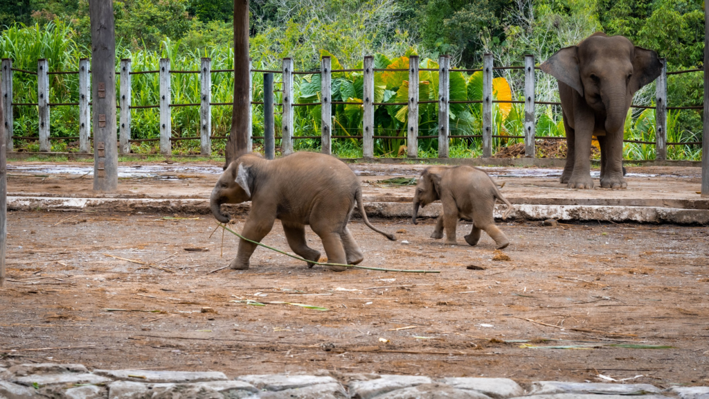 Jumlah Semakin Berkurangan, Gajah Pygmy Berdepan Risiko Kepupusan Sangat Tinggi