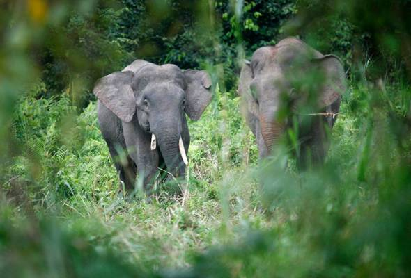 Jumlah Semakin Berkurangan, Gajah Pygmy Berdepan Risiko Kepupusan Sangat Tinggi