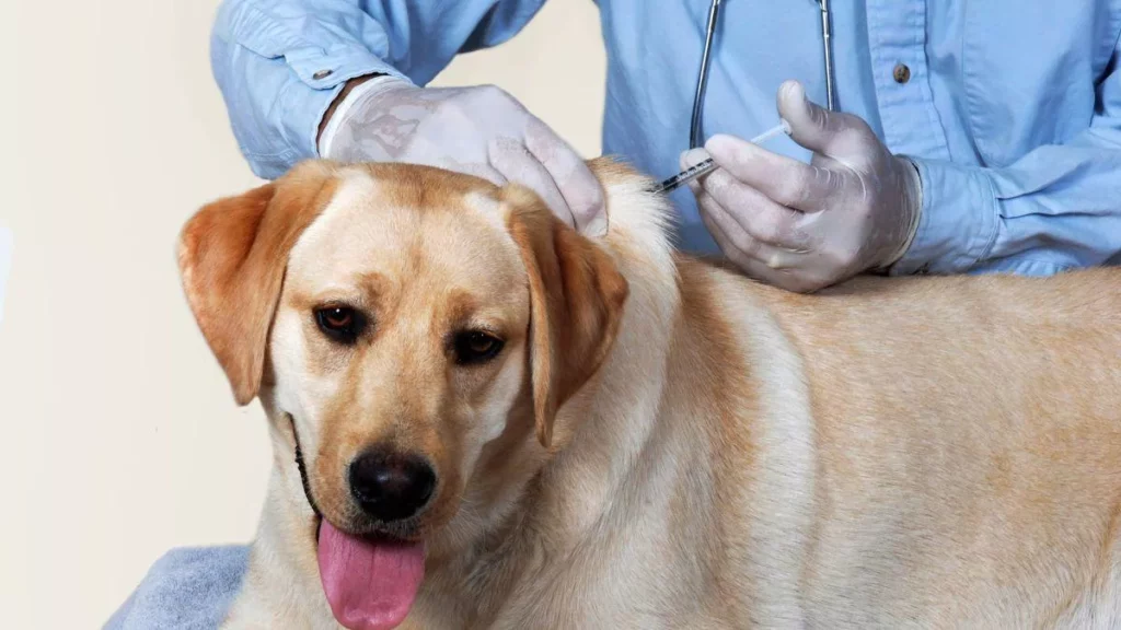 MCC Dan DVS Sarawak Anjur Kempen Vaksinasi Anti-Rabies Besar-Besaran Di Miri Ogos Ini