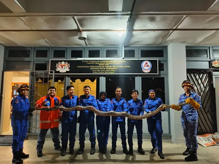 Ular Sawa Batik Sepanjang 4 Meter Ditemui Dalam Sangkar Kucing Di Kota Kinabalu