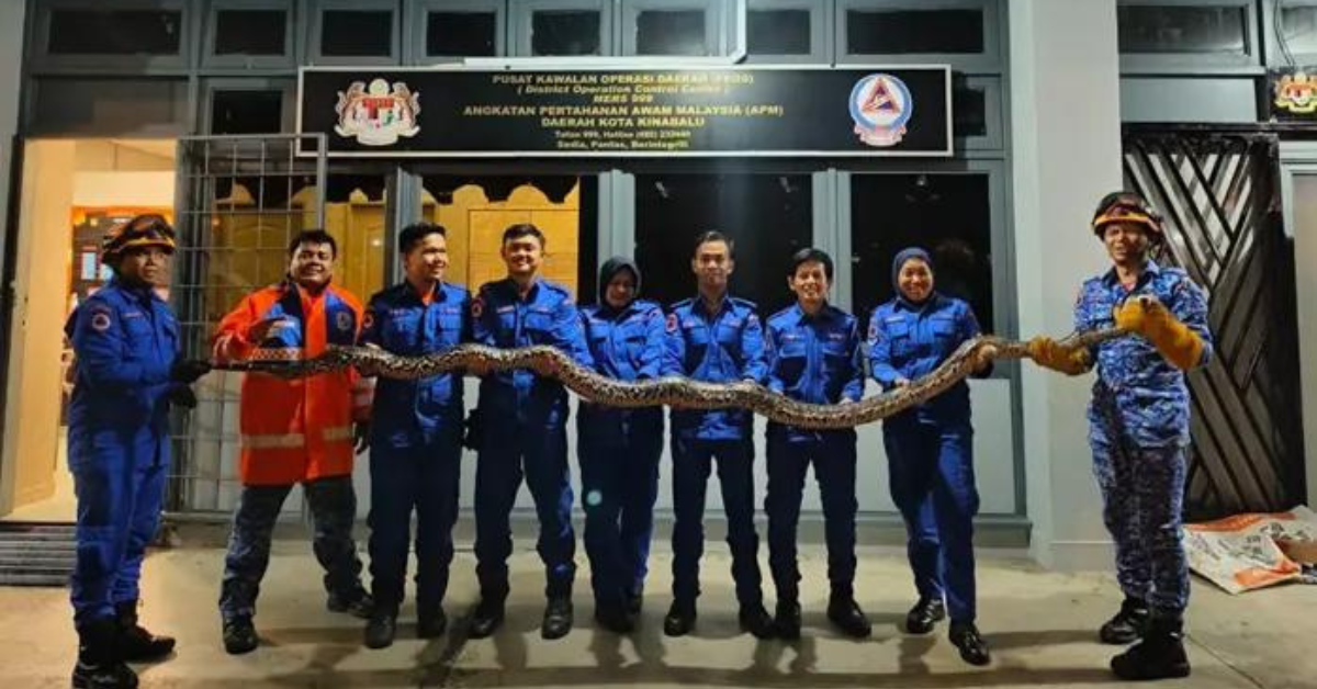 Ular Sawa Batik Sepanjang 4 Meter Ditemui Dalam Sangkar Kucing Di Kota