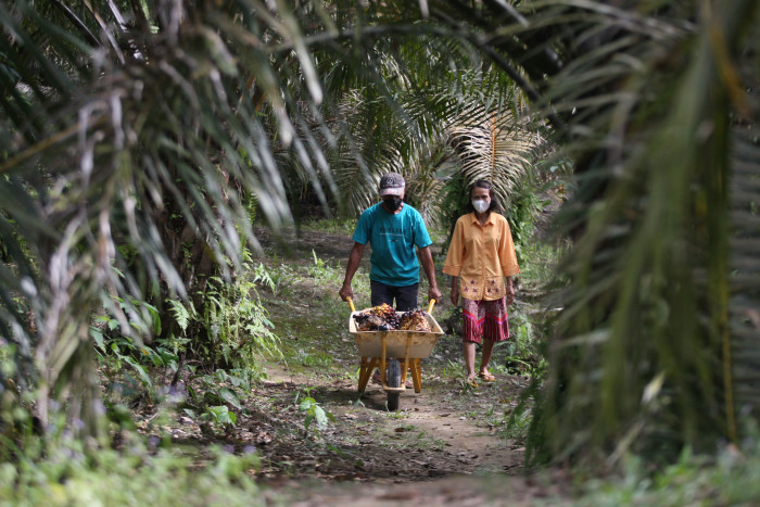 Pekerja Migran Indonesia Maut Ditembak Di Ladang Sawit Sarawak